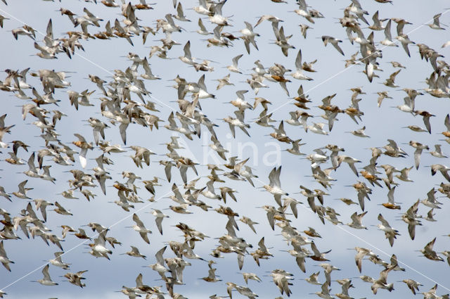 Bar-tailed Godwit (Limosa lapponica)