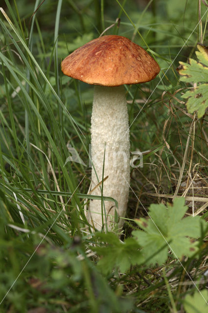 Rosse populierboleet (Leccinum rufum)