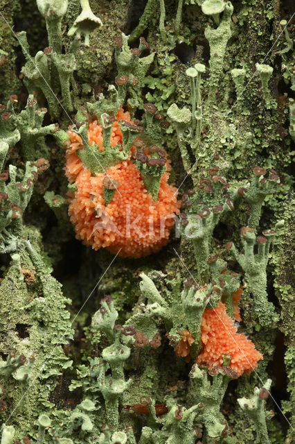 Rossig buiskussen (Tubifera ferruginosa)