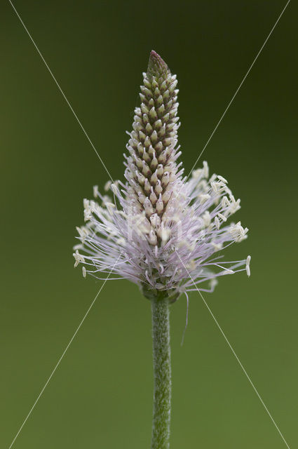 Hoary Plantain (Plantago media)