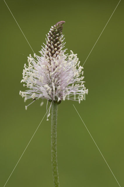 Hoary Plantain (Plantago media)