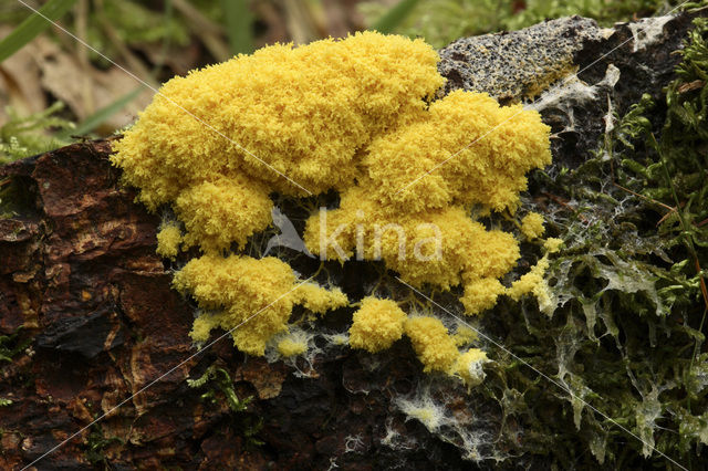 Scrambled egg slime (Fuligo septica)