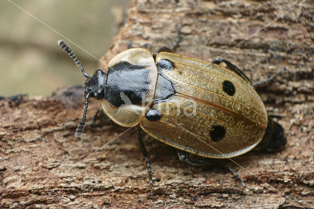 Xylodrepa quadrimaculata