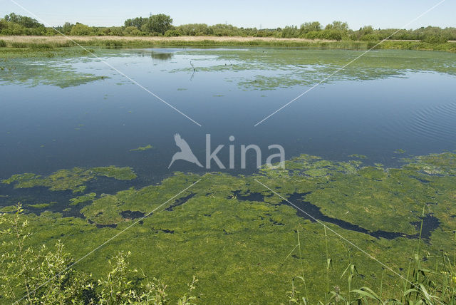 Rye Meads nature reserve