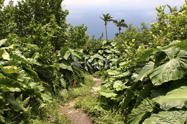 Saba National Park