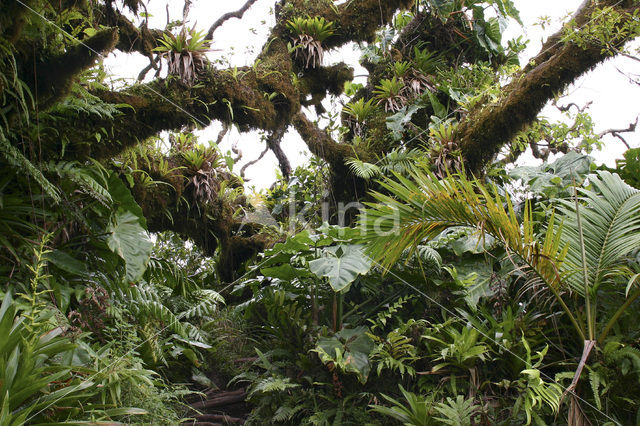 Saba National Park