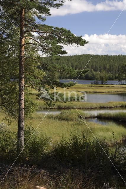 Sandsjön