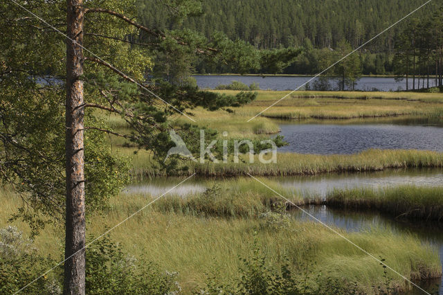 Sandsjön
