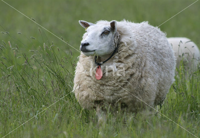 sheep (Ovis spec.)