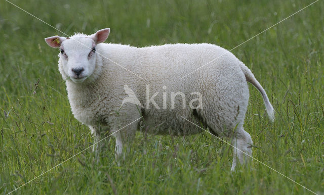 sheep (Ovis spec.)