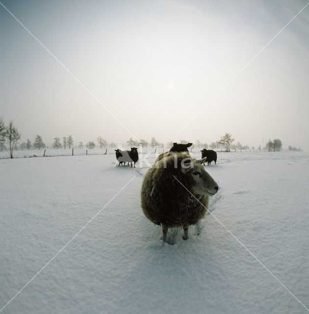 Schaap (Ovis domesticus)