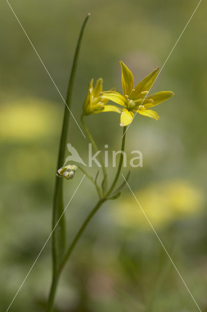 Schedegeelster (Gagea spathacea)