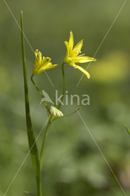Schedegeelster (Gagea spathacea)