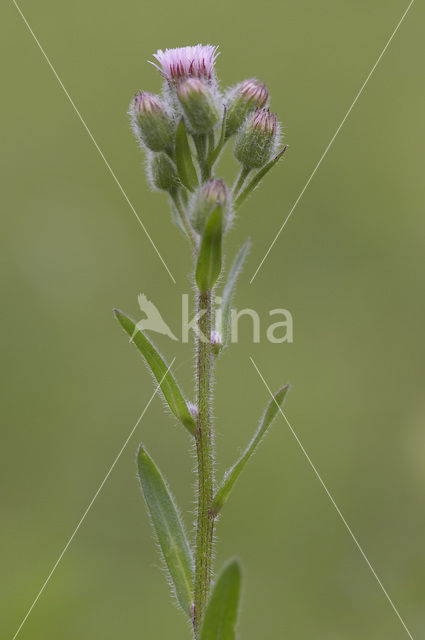 Blue Fleabane (Erigeron acer)