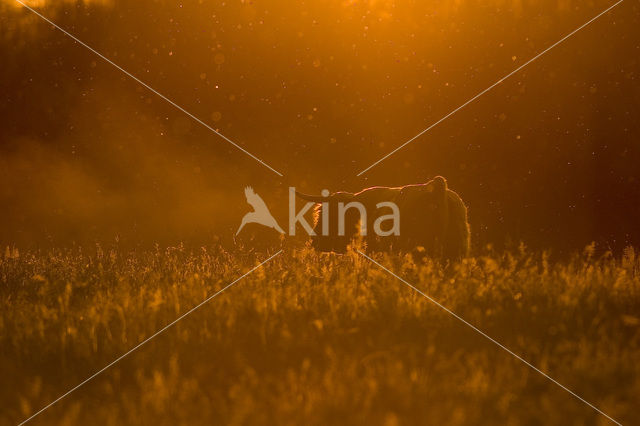 Highland Cow (Bos domesticus)