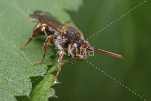 Wasp-bee (Nomada panzeri)