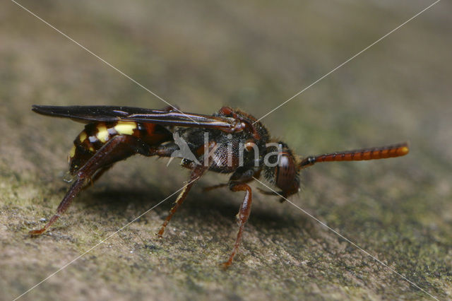Wasp-bee (Nomada panzeri)