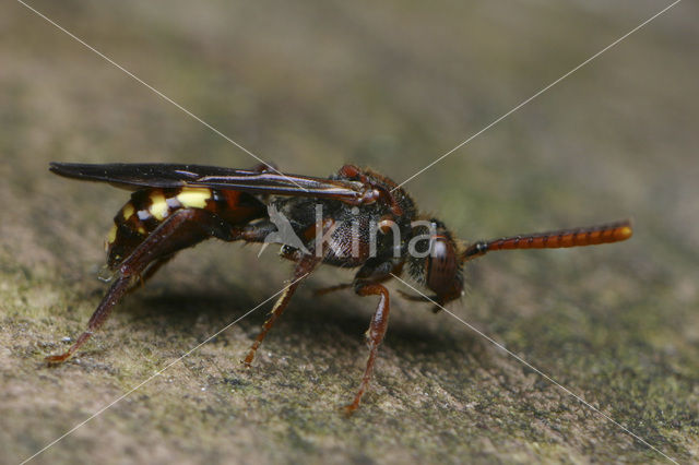 Sierlijke Wespbij (Nomada panzeri)