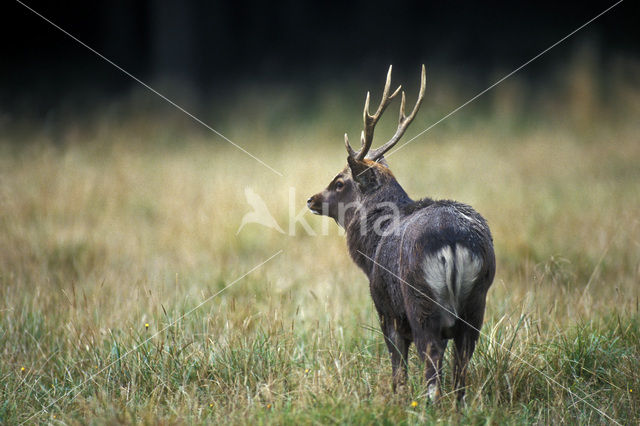 Sikahert (Cervus nippon)