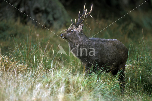 Sikahert (Cervus nippon)