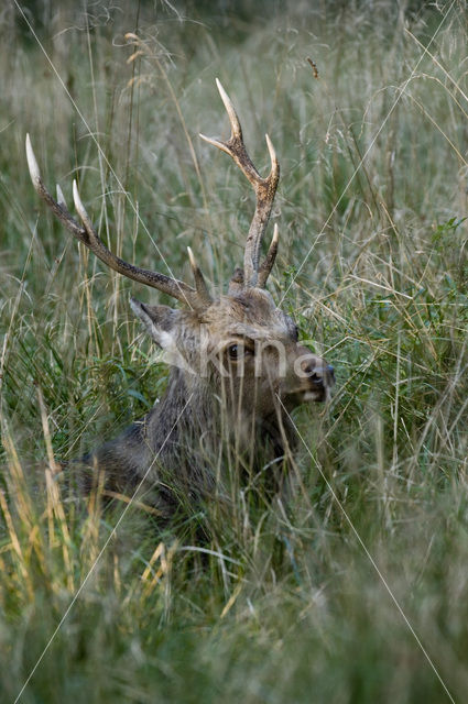 Sikahert (Cervus nippon)