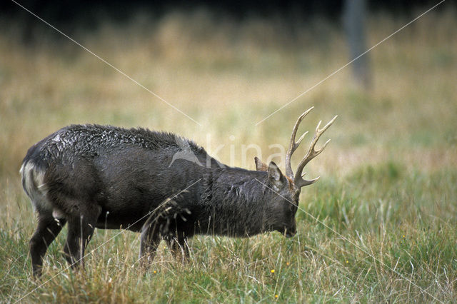 Sika Deer (Cervus nippon)