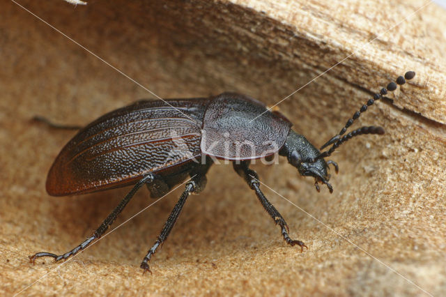 Black carion beetle (Phosphuga atrata)