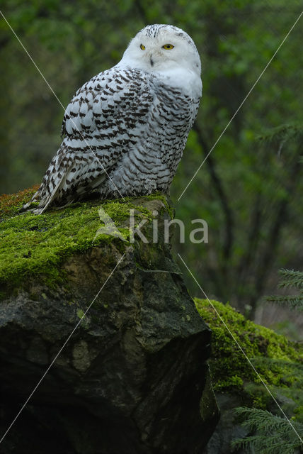 Sneeuwuil (Bubo scandiacus)