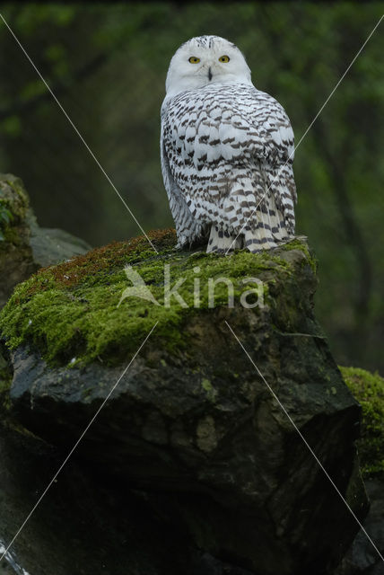 Snowy Owl (Bubo scandiacus)