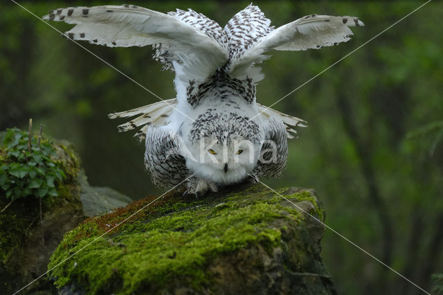 Snowy Owl (Bubo scandiacus)