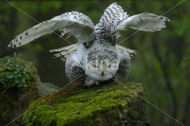 Snowy Owl (Bubo scandiacus)