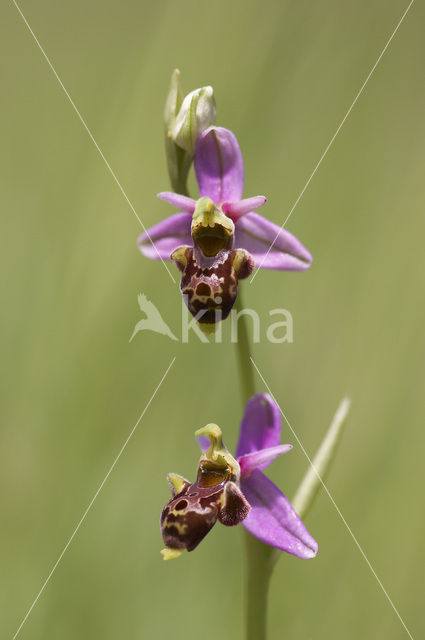Woodcock orchid (Ophrys scolopax)