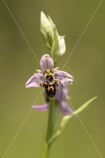 Woodcock orchid (Ophrys scolopax)