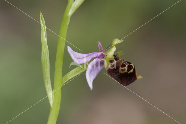 Woodcock orchid (Ophrys scolopax)