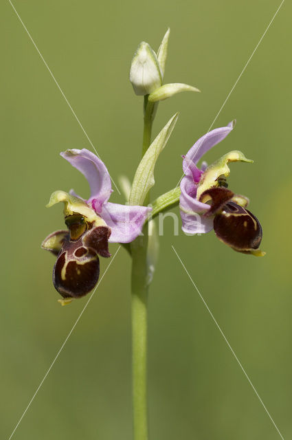Woodcock orchid (Ophrys scolopax)