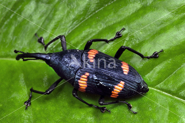 Scarab Beetle
