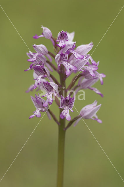 Soldaatje (Orchis militaris)