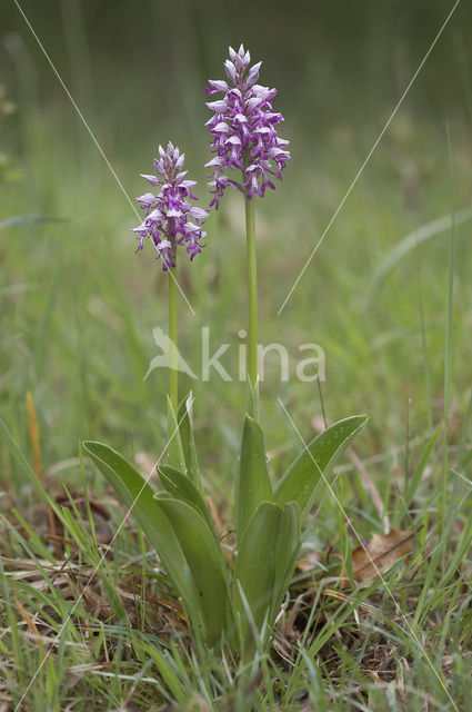 Soldaatje (Orchis militaris)