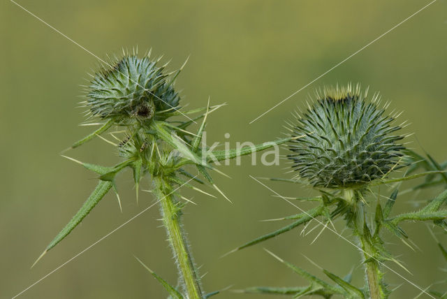 Speerdistel (Cirsium vulgare)