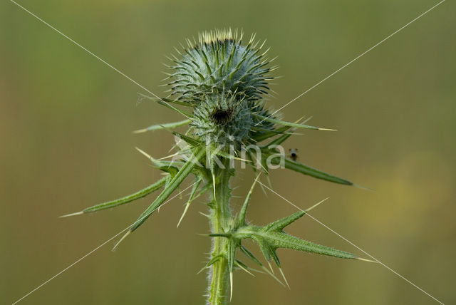 Speerdistel (Cirsium vulgare)