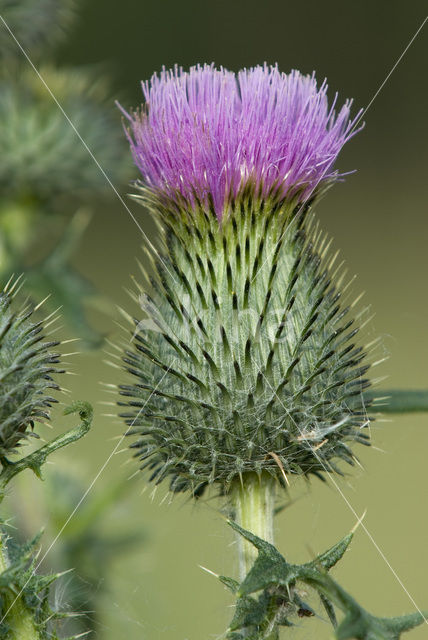 Speerdistel (Cirsium vulgare)