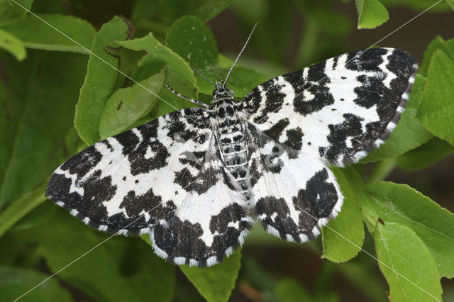 Spear-marked black