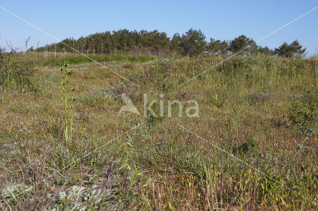 Early Spider Orchid (Ophrys sphegodes)