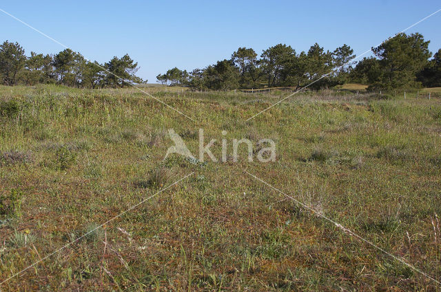 Spinnenorchis (Ophrys sphegodes)