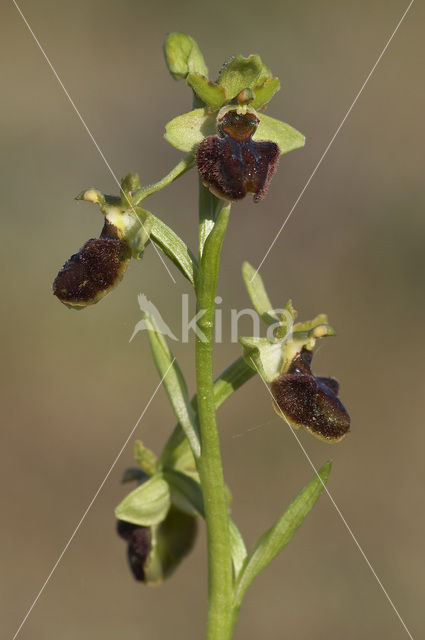 Early Spider Orchid (Ophrys sphegodes)