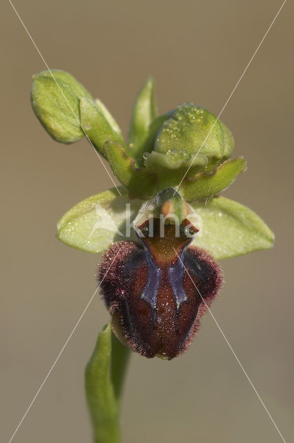 Early Spider Orchid (Ophrys sphegodes)