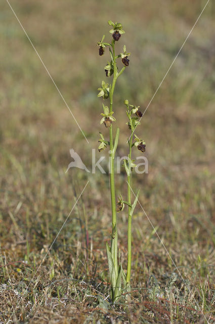 Early Spider Orchid (Ophrys sphegodes)