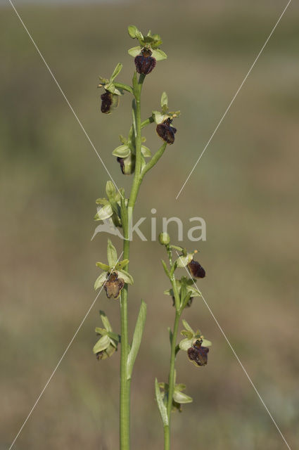 Spinnenorchis (Ophrys sphegodes)