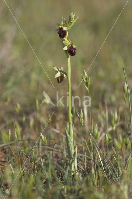 Early Spider Orchid (Ophrys sphegodes)