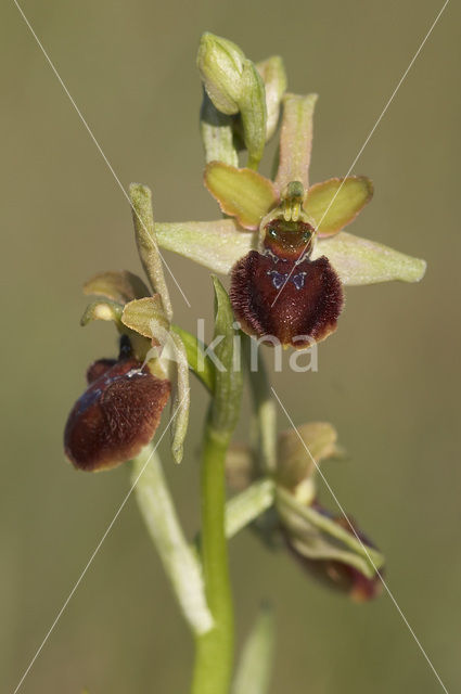 Spinnenorchis (Ophrys sphegodes)